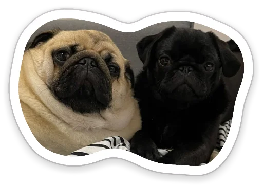 🤨 Стикер «sad_pug_leonid» для Telegram