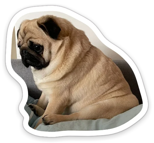 😟 Стикер «sad_pug_leonid» для Telegram