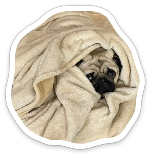 🥺 Стикер «sad_pug_leonid» для Telegram