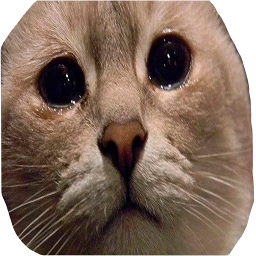 😢 Стикер «Грустные коты» для Telegram