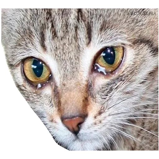 😫 Стикер «Грустные коты» для Telegram