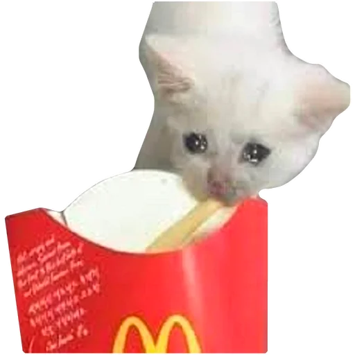 🍟 Стикер «Грустные коты» для Telegram