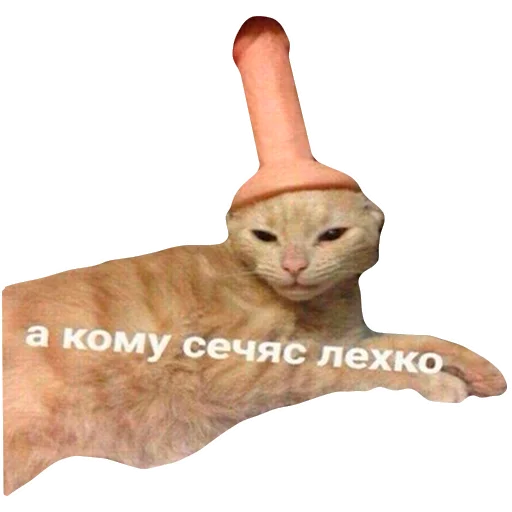 🧐 Стикер «Грустные коты» для Telegram