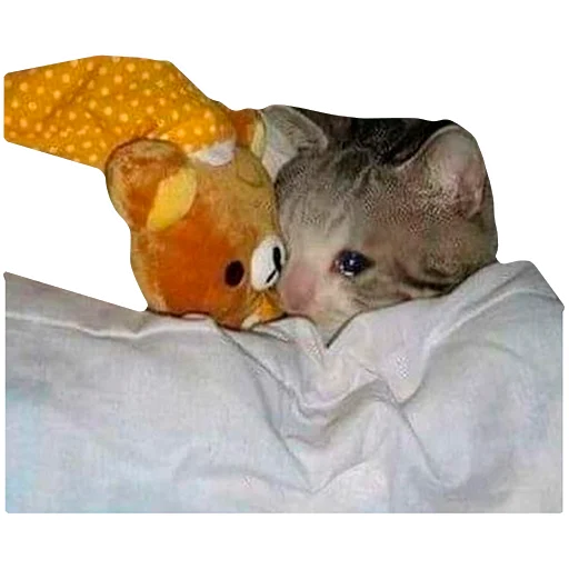 😴 Стикер «Грустные коты» для Telegram