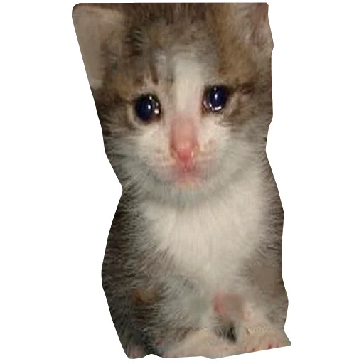 😢 Стикер «Грустные коты» для Telegram