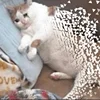 🥺 Эмодзи «sadcatemoji» для Telegram