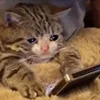📱 Эмодзи «sadcatemoji» для Telegram