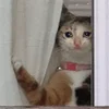 🥺 Эмодзи «sadcatemoji» для Telegram