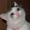 🥺 Эмодзи «sadcatemoji» для Telegram