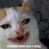 🥺 Эмодзи «sadcatemoji» для Telegram