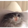 🤠 Эмодзи «sadcatemoji» для Telegram