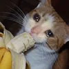 🍌 Эмодзи «sadcatemoji» для Telegram