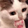 🥺 Эмодзи «sadcatemoji» для Telegram