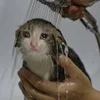 🚿 Эмодзи «sadcatemoji» для Telegram