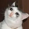 🥺 Эмодзи «sadcatemoji» для Telegram
