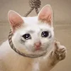 🥺 Эмодзи «sadcatemoji» для Telegram