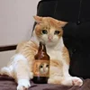 🍺 Эмодзи «sadcatemoji» для Telegram