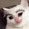 🥺 Эмодзи «sadcatemoji» для Telegram