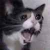 🥺 Эмодзи «sadcatemoji» для Telegram
