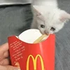 🍟 Эмодзи «sadcatemoji» для Telegram