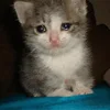 🥺 Эмодзи «sadcatemoji» для Telegram