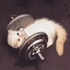 💪 Эмодзи «sadcatemoji» для Telegram