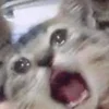 🥺 Эмодзи «sadcatemoji» для Telegram