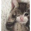 🥺 Эмодзи «sadcatemoji» для Telegram