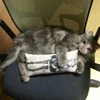 🥺 Эмодзи «sadcatemoji» для Telegram