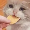 🥺 Эмодзи «sadcatemoji» для Telegram