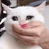 🥺 Эмодзи «sadcatemoji» для Telegram