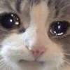 Стикерпак sadcatemoji для Telegram