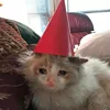 🥺 Эмодзи «sadcatemoji» для Telegram