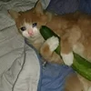 🥺 Эмодзи «sadcatemoji» для Telegram
