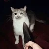 🔪 Эмодзи «sadcatemoji» для Telegram
