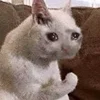 🥺 Эмодзи «sadcatemoji» для Telegram