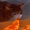 🍕 Эмодзи «sadcatemoji» для Telegram
