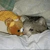 🛏 Эмодзи «sadcatemoji» для Telegram