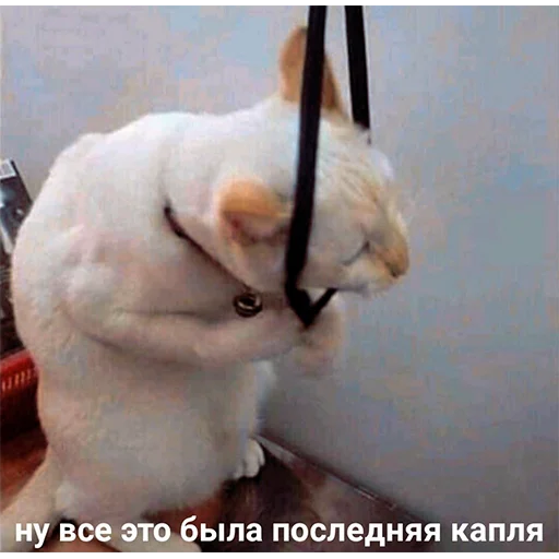☠️ Стикер «Murder» для Telegram