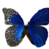 🦋 Эмодзи «Blue mixed» для Telegram