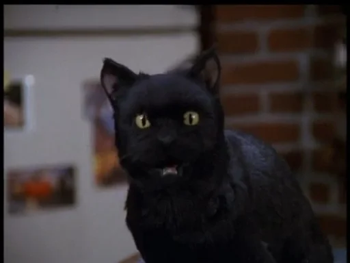😳 Стикер «SALEM MEOW» для Telegram