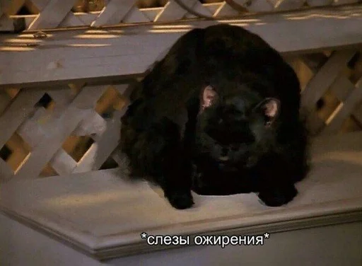 😩 Стикер «SALEM MEOW» для Telegram