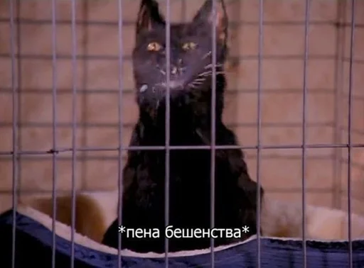 😠 Стикер «SALEM MEOW» для Telegram