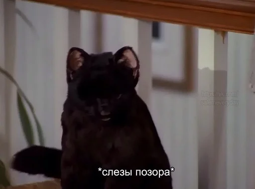 😭 Стикер «SALEM MEOW» для Telegram
