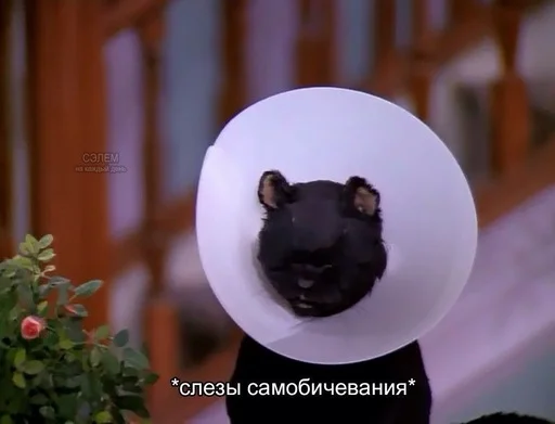 😫 Стикер «SALEM MEOW» для Telegram