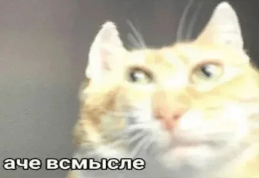 🗿 Стикер «конференция оон в накарагуа» для Telegram