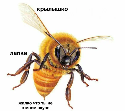 😬 Стикер «конференция оон в накарагуа» для Telegram