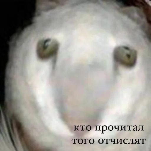 🎉 Стикер «конференция оон в накарагуа» для Telegram
