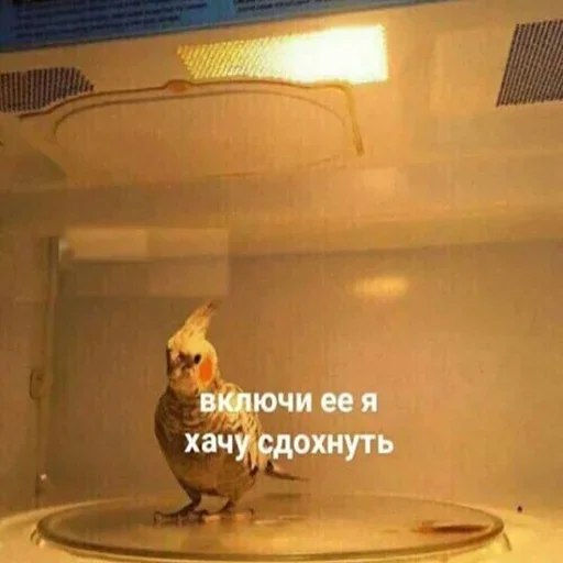 ☹ Стикер «конференция оон в накарагуа» для Telegram