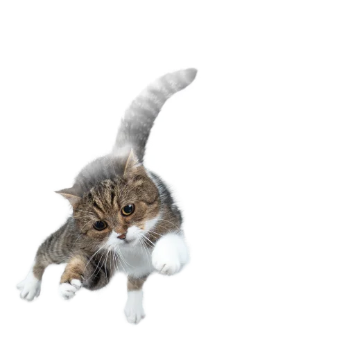 😺 Стикер «СамоКот» для Telegram